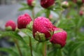 Peony and raindrops 2020 II Royalty Free Stock Photo