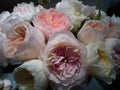 A chic bouquet of fresh white and pink peony roses
