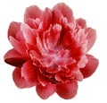 Peony  red  flower isolated on  a white background. Close-up. For design. Royalty Free Stock Photo