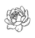 Peony rose flower black vector drawing illustration Royalty Free Stock Photo