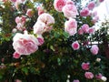 Peony rose - a flower similar to a peony.