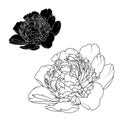 Peony rose flowers isolated black white contrast