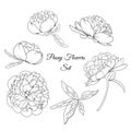 Peony rose flowers reusable elements template set