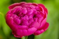 Peony rose renaissance after rain close-up. Red Spring Flower. Peony close-up.