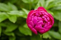 Peony rose renaissance after rain close-up. Red Spring Flower. Selective focus on Peony Flower. Peony close-up.