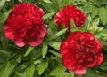Peony roses in the garden in Springtime. Royalty Free Stock Photo