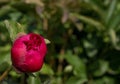 Peony roses in the garden in Springtime Royalty Free Stock Photo