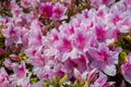 Peony roses in the garden in Springtime Royalty Free Stock Photo