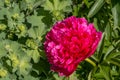 Peony roses in the garden in Springtime Royalty Free Stock Photo