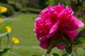 Peony roses in the garden in Springtime Royalty Free Stock Photo