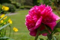 Peony roses in the garden in Springtime Royalty Free Stock Photo