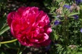 Peony roses in the garden in Springtime Royalty Free Stock Photo