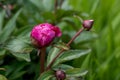 Peony roses in the garden in Springtime Royalty Free Stock Photo