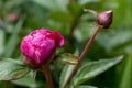 Peony roses in the garden in Springtime Royalty Free Stock Photo