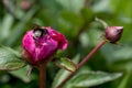 Peony roses in the garden in Springtime Royalty Free Stock Photo