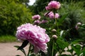 Peony Sarah Bernhardt Royalty Free Stock Photo