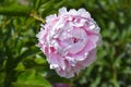 Peony Sarah Bernhardt