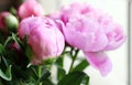 Close shot of blooming pink peony flowers and buds.