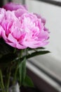 Close -up shot of blooming pink peony flowers.