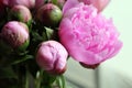 Close shot of blooming pink peony flowers and buds