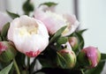 Close shot of blooming white peony flowers and buds.