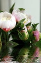 Close shot of white peony flowers blooming on the water.