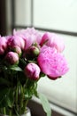 Blooming pink peony flowers and buds.