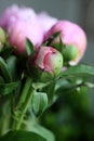 Close up shot of blooming pink peony buds.