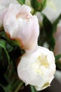 Close shot of blooming white peony flowers.