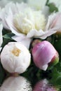 White peony flowers and buds on water.