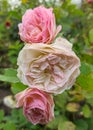 Peony-shaped rose on a background of green leaves. Blooming roses on a dacha plot in Siberia