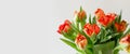 Peony-shaped terry orange-red tulip flowers bouquet banner close up on white background Royalty Free Stock Photo