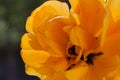 peony shaped yellow tulip close-up