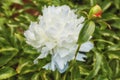 Peony shirley temple or paeonia lactiflora growing in a green backyard or garden against a nature background. Beautiful