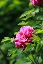 Red peony with green leaves in a famous Chinese garden park in summer spring beautiful plants Royalty Free Stock Photo