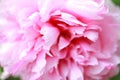 Close-up Pink peony with green leaves in a famous Chinese garden park in summer spring beautiful plants Royalty Free Stock Photo