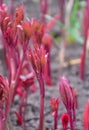 Early spring young peony bushes