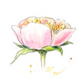 Peony with stamen in watercolor. Watercolor painting of peony.