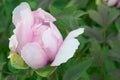 Peony tenderness