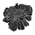 Peony tree flower hand drawn monochrome doodle sketch. Flower white thin outline design