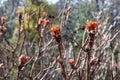 Peony treelike in spring. Young buds of a tree peony are swelled