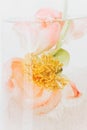 Peony under water in glass transparent vase closeup. Beautiful flower immersed in water and air drops on petals. Art and aesthetic Royalty Free Stock Photo