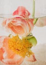 Peony under water in glass transparent vase closeup. Beautiful flower immersed in water and air drops on petals. Art and aesthetic Royalty Free Stock Photo