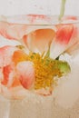 Peony under water in glass transparent vase closeup. Beautiful flower immersed in water and air drops on petals. Art and aesthetic Royalty Free Stock Photo