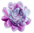 Peony  violet flower isolated on a white background. Close-up. For design. Royalty Free Stock Photo