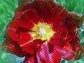 Red peony tulip Royalty Free Stock Photo