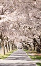 People on alley under blossoming cherry trees Royalty Free Stock Photo