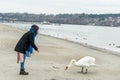 Beautiful young girl in the black coat feeding the swan on the beach near river or lake water in the cold winter weather, animal f Royalty Free Stock Photo