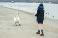 Beautiful young girl in the black coat feeding the swan on the beach near river or lake water in the cold winter weather, animal f Royalty Free Stock Photo