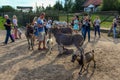 People around animals in Kadzidlowo Park in Poland